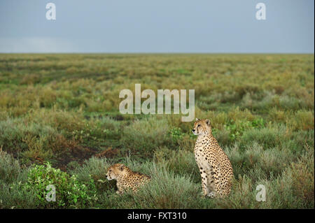 Ghepardi (Acinonyx jubatus) dopo la pioggia nelle praterie di Ndutu, Ngorongoro Conservation Area, Tanzania Foto Stock