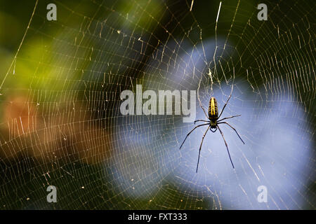 Gigantesco ragno di legno (Nephila maculata), femmina nel suo web, Dudhwa National Park, Uttar Pradesh, India del Nord, India Foto Stock