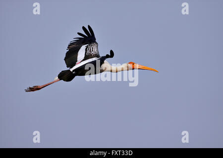 Dipinto di Stork (Mycteria leucocephala) in volo, il Parco Nazionale di Keoladeo, Bharatpur Rajasthan, India Foto Stock