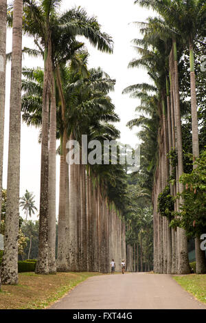 Sri Lanka, Kandy, Peradeniya Giardini Botanici, cavolo Palm Avenue Foto Stock