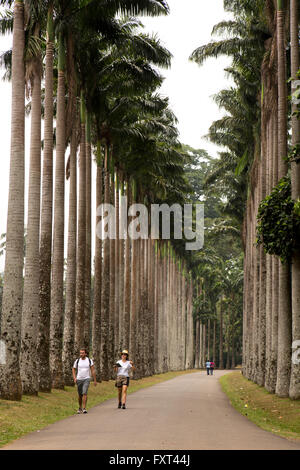 Sri Lanka, Kandy, Peradeniya Giardini Botanici, cavolo Palm Avenue Foto Stock