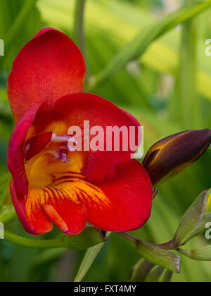 Unico red fresia fiore Foto Stock