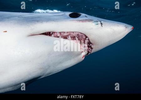 Vista subacquea di illex squalo mako (Isurus oxyrinchus) con bocca aperta, nella costa occidentale della Nuova Zelanda Foto Stock