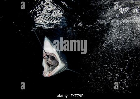 Vista subacquea di illex squalo mako (Isurus oxyrinchus) deglutizione esche da pesca in mare scuro, nella costa occidentale della Nuova Zelanda Foto Stock