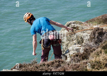 Rocciatore belayed guardando verso il basso dalla parte superiore della Gogarth falesie costiere con mare sottostante. Stack del sud a Isola Santa Isola di Anglesey Wales UK Gran Bretagna Foto Stock