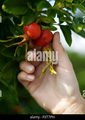 Donna di raccolta a mano cinorrodi da giardino bush Foto Stock