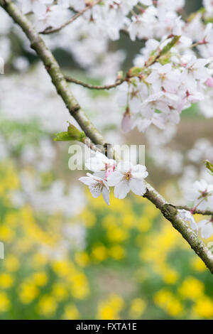 Prunus yedoensis x. Yoshino ciliegia. Ciliegia giapponese albero sbocciare in un bosco inglese Foto Stock