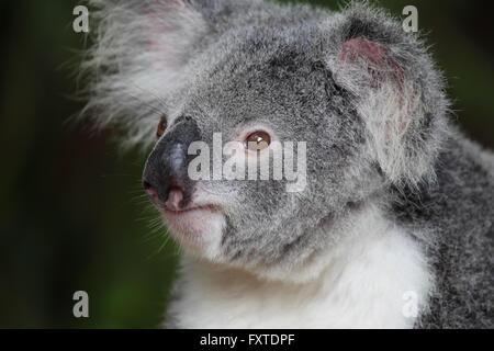 Koala (Phascolarctos cinereus) nel Queensland, in Australia. Foto Stock
