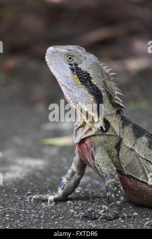 Acqua australiano dragon (Intellagama lesueurii) nel Queensland, in Australia. Foto Stock