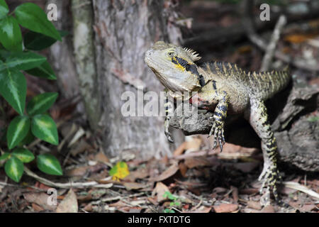 Acqua australiano dragon (Intellagama lesueurii) nel Queensland, in Australia. Foto Stock