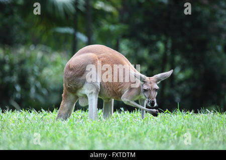 Canguro rosso (Macropus rufus) su un prato nel Queensland, in Australia. Foto Stock