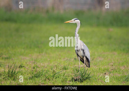 Airone cinerino (Ardea cinerea) a caccia di topi su un prato vicino a Francoforte, Germania. Foto Stock