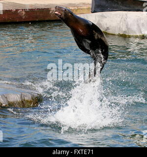 Sud Americana di pelliccia sigillo (Arctocephalus australis) jumping alta fuori dall'acqua Foto Stock