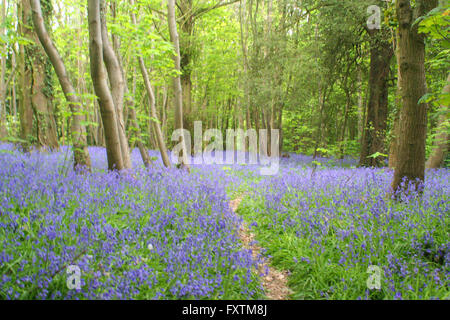 Bluebells a Goodwood Foto Stock