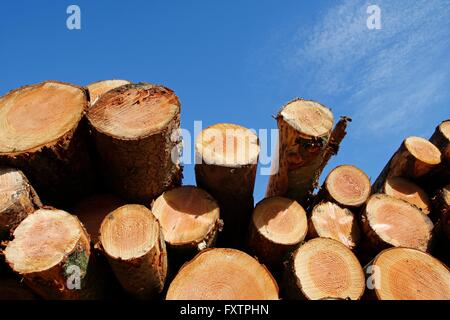 Scorte di legname di registrazione che mostra gli anelli annuali Foto Stock