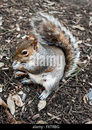 Un piccolo scoiattolo grigio seduta in suolo mangiare una scimmia di dado. Foto Stock