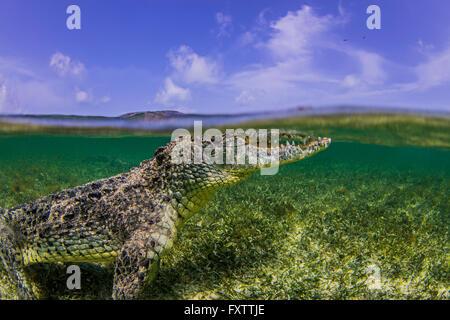 Vista subacquea del coccodrillo in corrispondenza della superficie del mare, Chinchorro banche, Messico Foto Stock