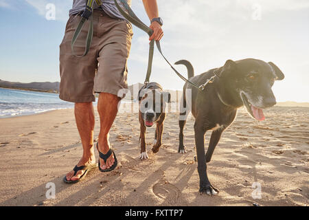 Proprietario pochi cani sulla spiaggia Foto Stock