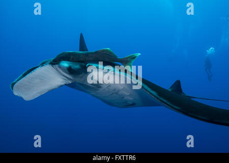 Manta gigante (Manta Birostris) con grande remora attaccata sulla parte superiore del suo occhio, subacqueo in background Foto Stock