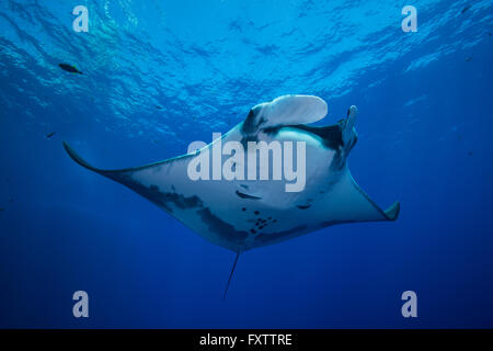 Manta gigante (Manta Birostris) graziosamente scivola fuori del profondo blu alla superficie Foto Stock