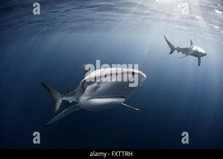 Curioso squalo seta (Carcharhinus Falciformis) nuotare vicino alla superficie Foto Stock