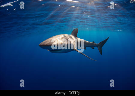 Curioso squalo seta (Carcharhinus Falciformis) nuotare vicino alla superficie Foto Stock