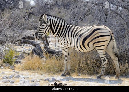 La Burchell Zebra (Equus burchellii) in Etosha National Park, Namibia Foto Stock