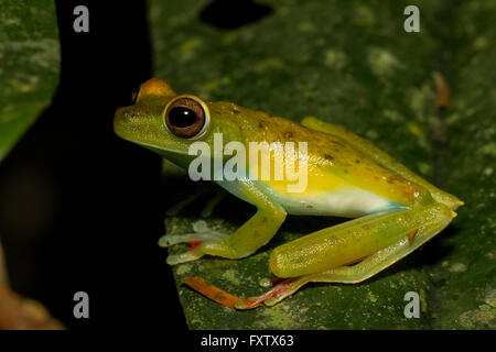 Scarlet-palmati treefrog - Hypsiboas rufitelus Foto Stock