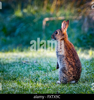 4 selvatica comune (coniglio oryctolagus cuniculus) seduto sul hind in un prato su un gelido mattino circondato da erba e rugiada Foto Stock