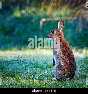 2 selvatica comune (coniglio oryctolagus cuniculus) seduto sul hind in un prato su un gelido mattino circondato da erba e rugiada Foto Stock