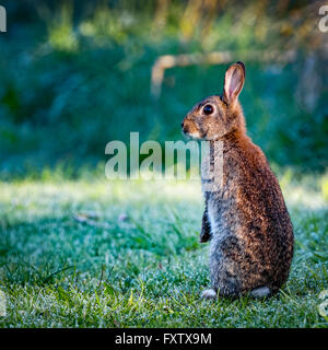 1 Wild comune (coniglio oryctolagus cuniculus) seduto sul hind in un prato su un gelido mattino circondato da erba e rugiada Foto Stock