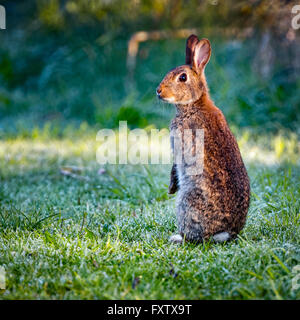 3 selvatica comune (coniglio oryctolagus cuniculus) seduto sul hind in un prato su un gelido mattino circondato da erba e rugiada Foto Stock