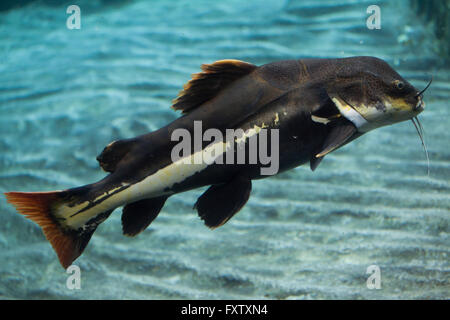 Redtail catfish (Phractocephalus hemioliopterus) in Genova Acquario di Genova, liguria, Italy. Foto Stock