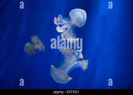 White-spotted medusa (Phyllorhiza punctata), noto anche come Australian spotted meduse nel Genova Acquario di Genova, liguria, Italy. Foto Stock