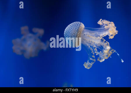 White-spotted medusa (Phyllorhiza punctata), noto anche come Australian spotted meduse nel Genova Acquario di Genova, liguria, Italy. Foto Stock