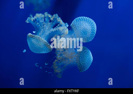 White-spotted medusa (Phyllorhiza punctata), noto anche come Australian spotted meduse nel Genova Acquario di Genova, liguria, Italy. Foto Stock