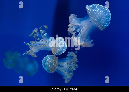 White-spotted medusa (Phyllorhiza punctata), noto anche come Australian spotted meduse nel Genova Acquario di Genova, liguria, Italy. Foto Stock