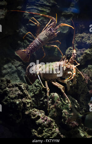 Comune di aragosta (Palinurus elephas), noto anche come l'aragosta mediterranea a Genova Acquario di Genova, liguria, Italy. Foto Stock