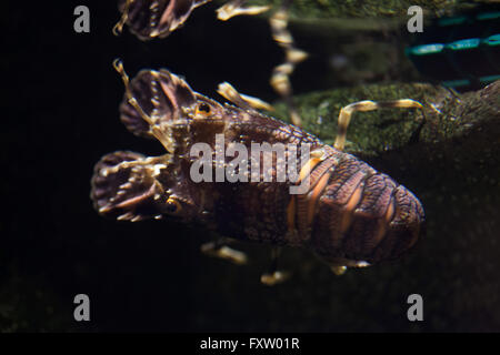 Piccole Comunità locust aragosta (Scyllarus arctus), noto anche come il minore pantofola astice in Genova Acquario di Genova, liguria, Italy. Foto Stock