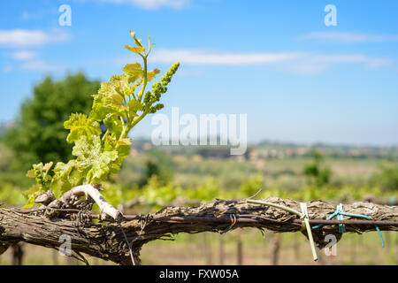 Giovane germoglio di uva in una vigna italiana Foto Stock