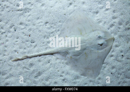 Thornback ray (Raja clavata), noto anche come il pattino thornback in Genova Acquario di Genova, liguria, Italy. Foto Stock