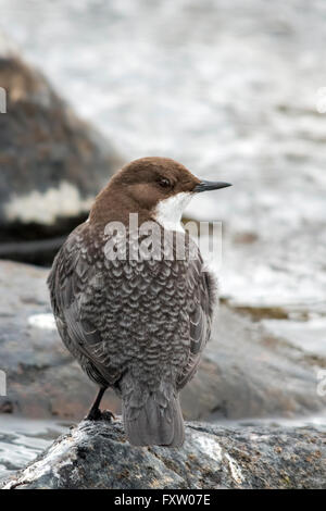 Bianco-throated bilanciere (Cinclus cinclus) Foto Stock