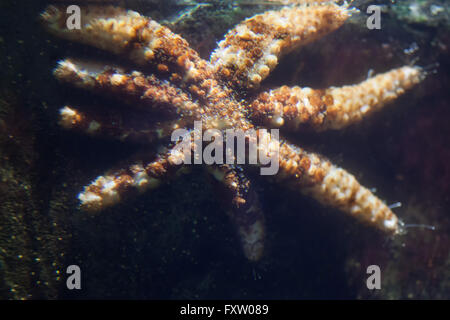 Bianco (starfish Coscinasterias tenuispina), noto anche come il Blu spinoso starfish in Genova Acquario di Genova, liguria, Italy. Foto Stock