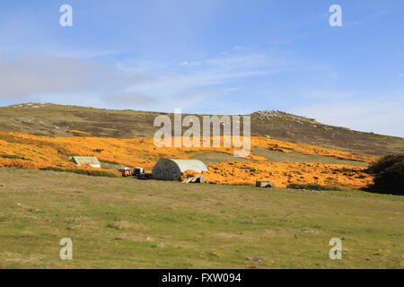 Gorse di West Point Island, Isole Falkland Foto Stock