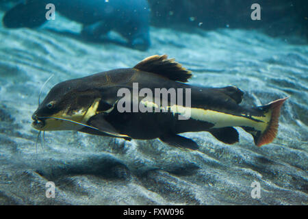 Redtail catfish (Phractocephalus hemioliopterus) in Genova Acquario di Genova, liguria, Italy. Foto Stock