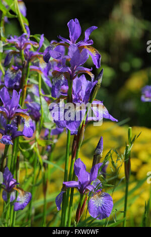 IRIS VERSICOLOR BANDIERA BLU FIORI Scarborough North Yorkshire Inghilterra 01 Giugno 2014 Foto Stock