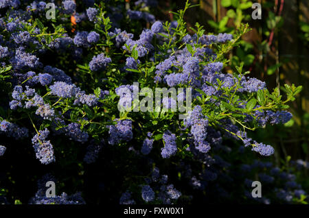 CEANOTHUS DARK STAR arbusto Scarborough North Yorkshire Inghilterra 01 Giugno 2014 Foto Stock