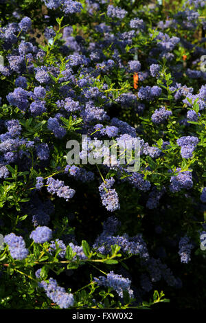 CEANOTHUS DARK STAR arbusto Scarborough North Yorkshire Inghilterra 01 Giugno 2014 Foto Stock