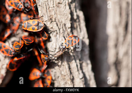 Firebugs insetti e mangiare seduti sulla struttura ad albero in giornata soleggiata, Pyrrhocoris apterus animali trovati in Polonia, l'Europa. Foto Stock