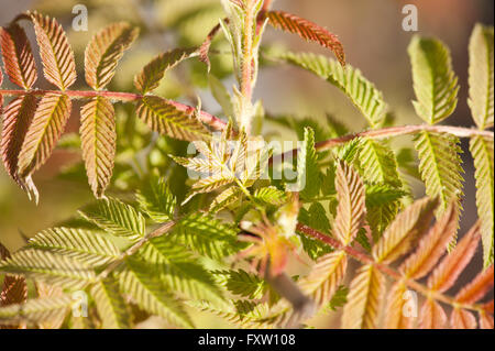 Sorbaria sorbifolia rosso verde fogliame della germogliazione tree macro, minuscolo foglie giovani di piante decidue cresce in Polonia, l'Europa. Foto Stock